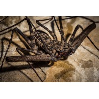 Escorpión Látigo -  Damon Medius / Johnstoni. 